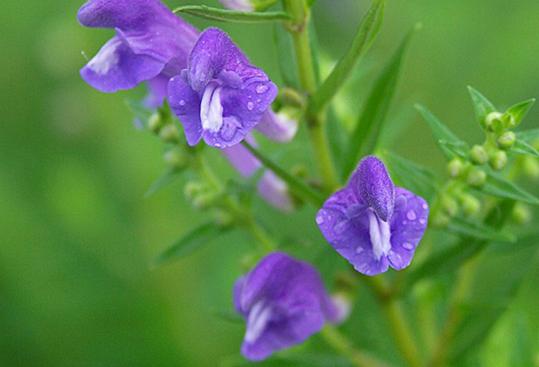 MAD DOG SKULLCAP seeds Scutellaria 